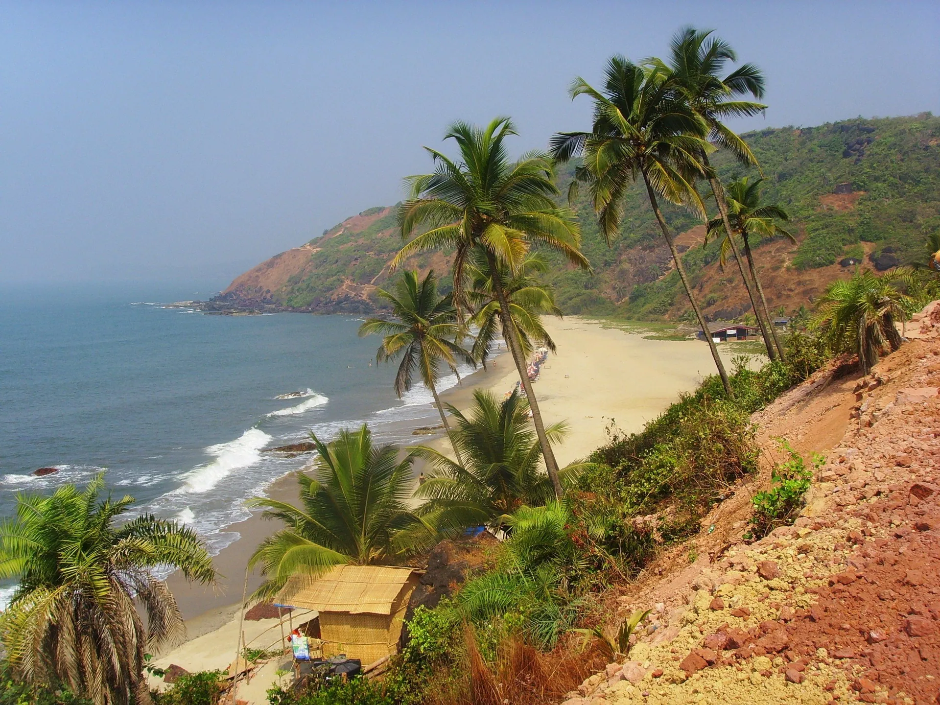 Coconut palms on red laterite cliffs above a curving sandy beach at Arambol, North Goa