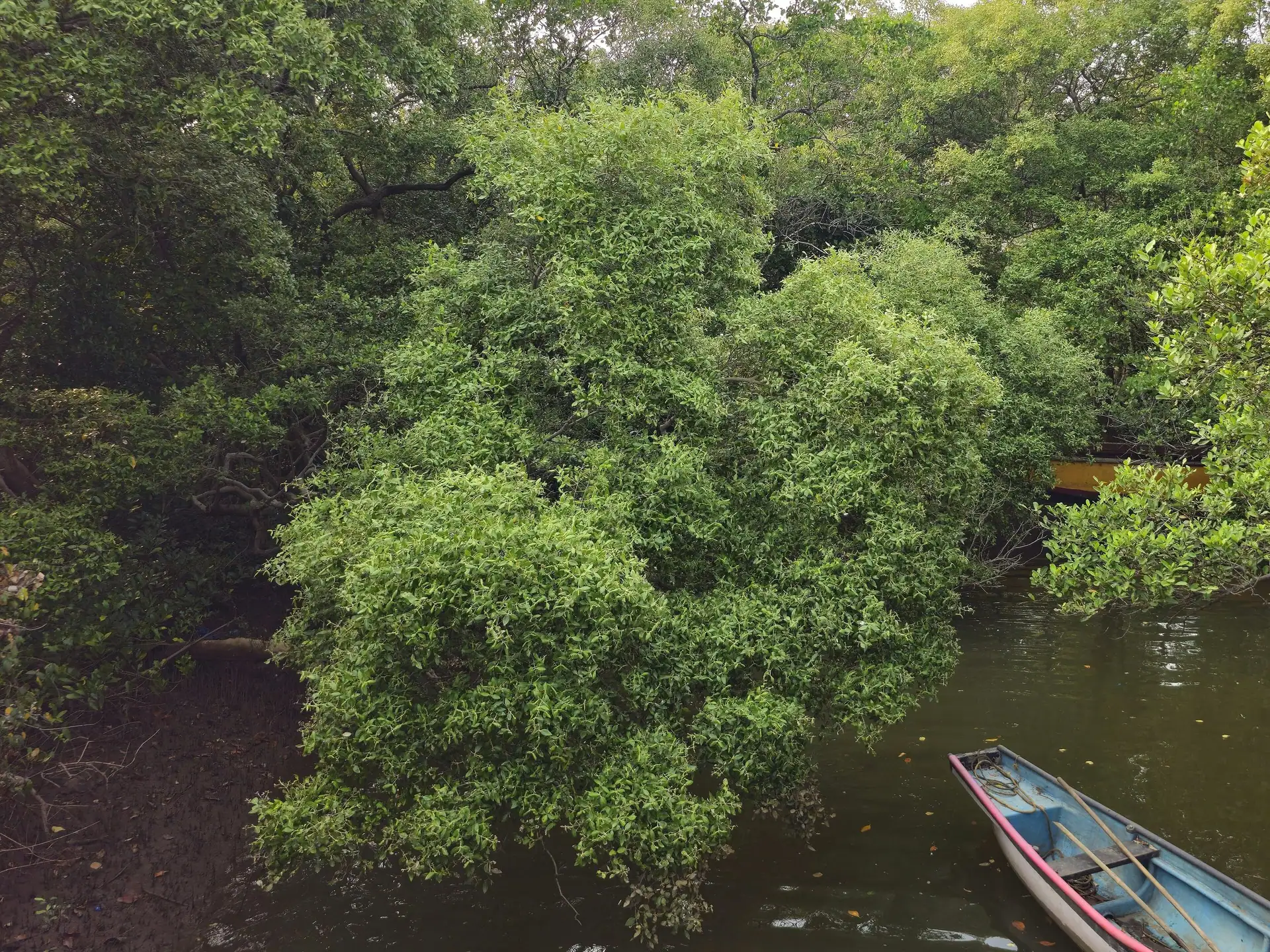 Mangroves along the water in the Salim Ali Bird Sanctuary on Chorão island