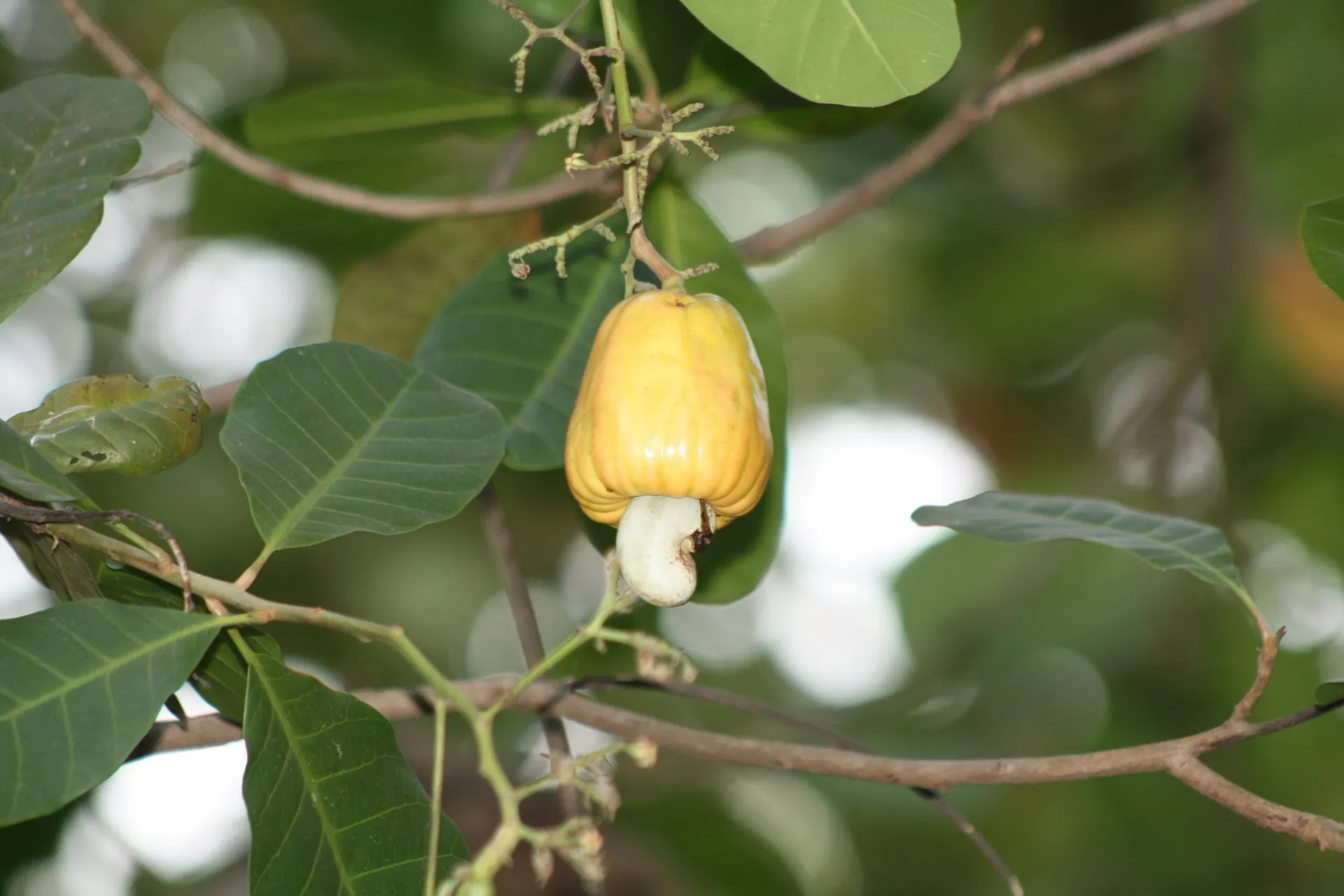 A ripe cashew apple with its nut, on the tree in Goa