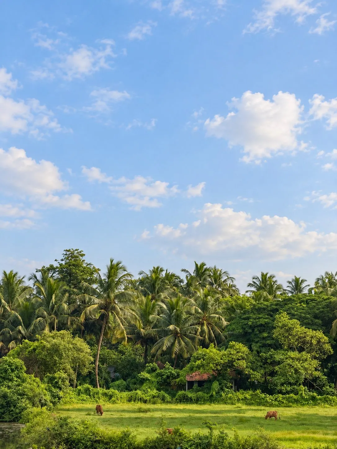 Green fields and coconut palms under a summer sky, seen from Rivara in Siolim