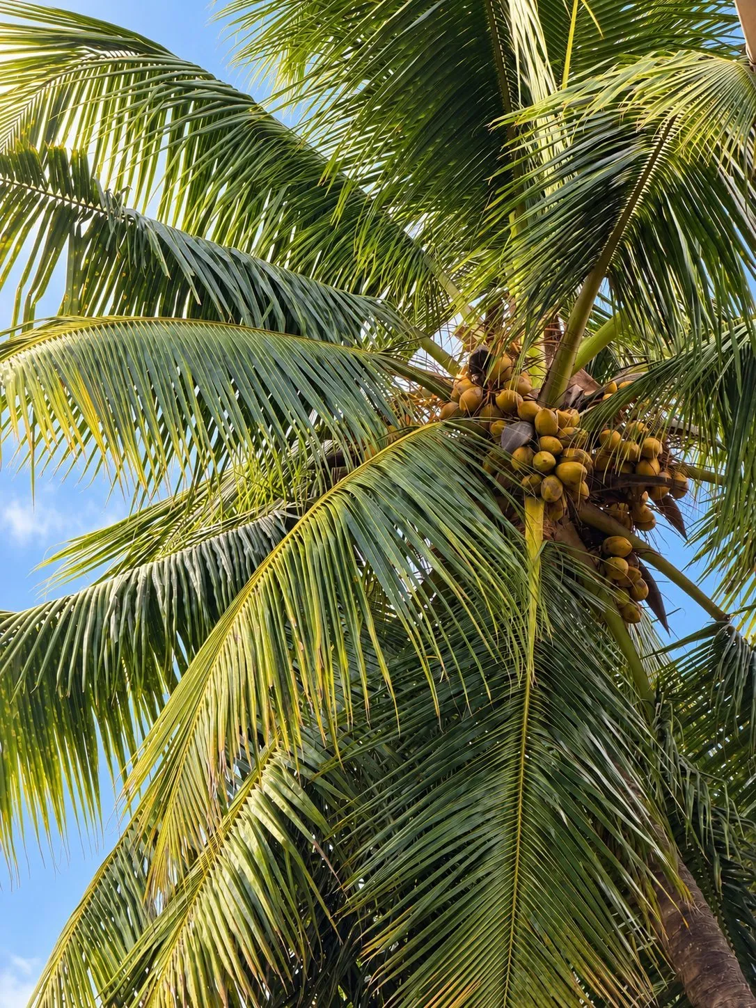 A coconut palm heavy with fruit against a blue sky in Siolim