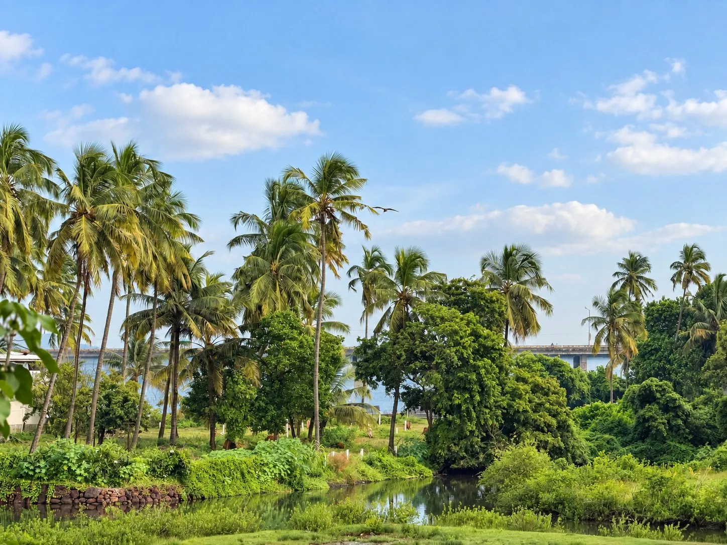 The view from Rivara's balcony in Siolim: coconut palms and the Siolim bridge over the Chapora river