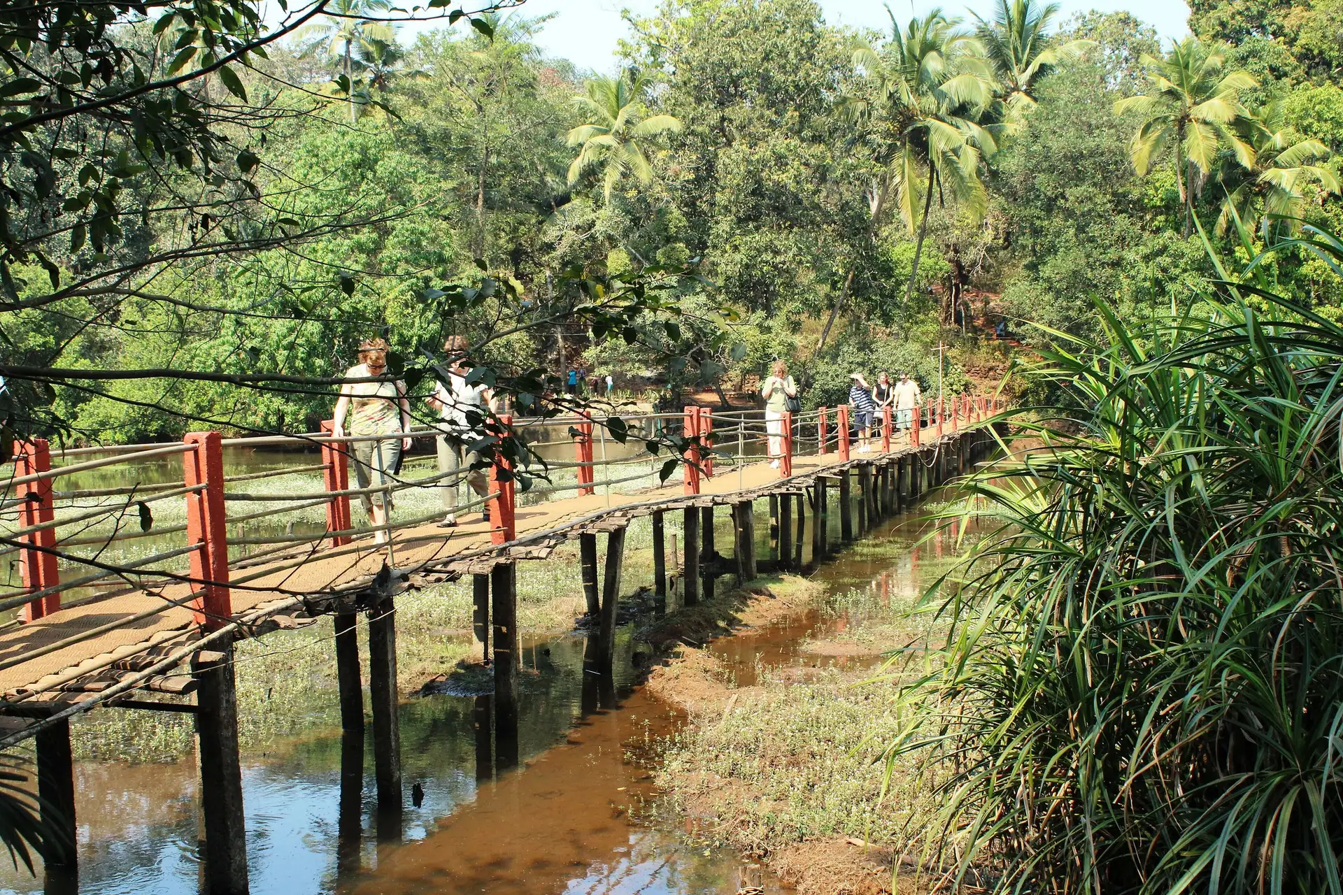 A wooden footbridge crossing a stream on a spice plantation in Goa